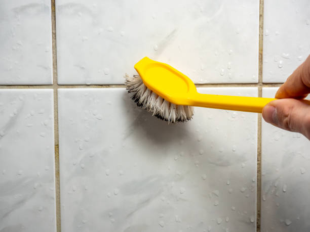 Best Commercial Mold Removal  in St Augusta, MN