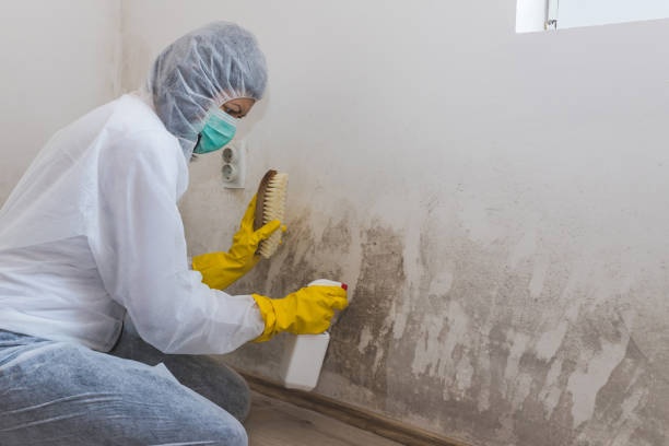 Best Toxic Mold Removal  in St Augusta, MN