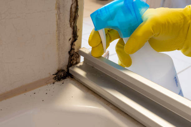 Best Mold Cleaning Services  in St Augusta, MN
