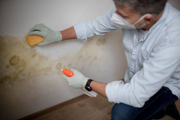 Best Attic Mold Removal  in St Augusta, MN