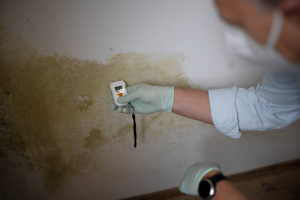 Office Mold Removal Services in St Augusta, MN