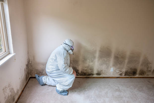 Mold Removal Process in St Augusta, MN