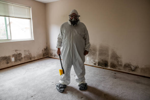 Best Emergency Mold Removal  in St Augusta, MN