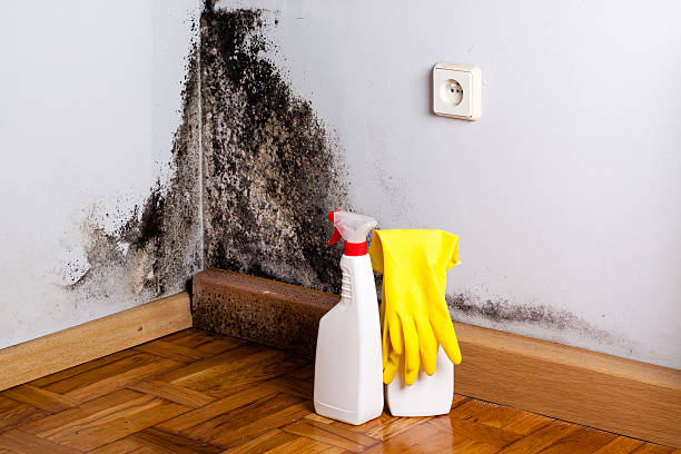 Best Professional Mold Removal  in St Augusta, MN