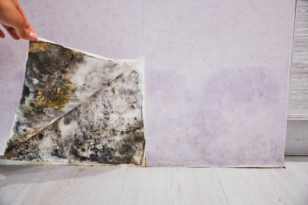 Best Commercial Mold Removal  in St Augusta, MN